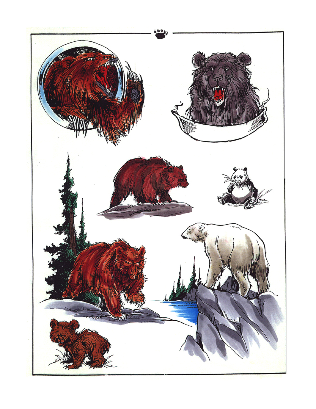 Несколько эскизов медведя
